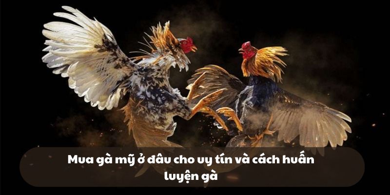 Mua gà mỹ ở đâu cho uy tín và cách huấn luyện gà